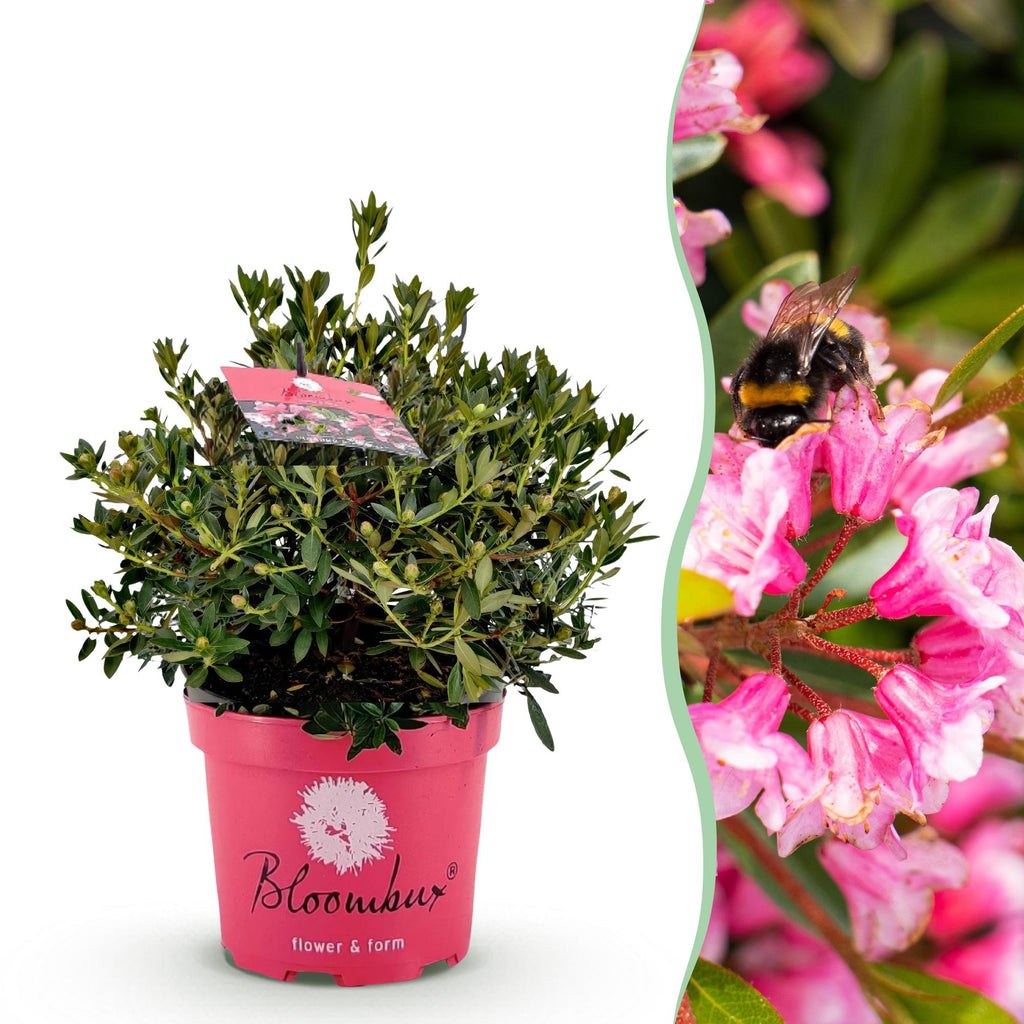 Green boutiQ - Zwerg-Rhododendron - Rhododendron Bloombux Magenta - Blühender Buchsbaum - Pflegeleicht - Rosa Blüte - 1 Pflanze - Topf 23cm - Höhe 45-55cm