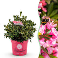 Green boutiQ - Zwerg-Rhododendron - Rhododendron Bloombux Magenta - Blühender Buchsbaum - Pflegeleicht - Rosa Blüte - 1 Pflanze - Topf 23cm - Höhe 45-55cm