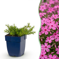 Green boutiQ - Vasteplant - Phlox MacDaniel's Cushion - Vlambloem - Bodembedekkend - Donker Roze - 24 Planten - Pot 11cm - Hoogte 15-25cm