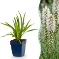 Green boutiQ - Stauden - Liatris spicata Alba - Ährige Prachtscharte - Bienen- und Schmetterlingsmagnet - Weiß - 12 Pflanzen - Topf 11cm - Höhe 15-25cm