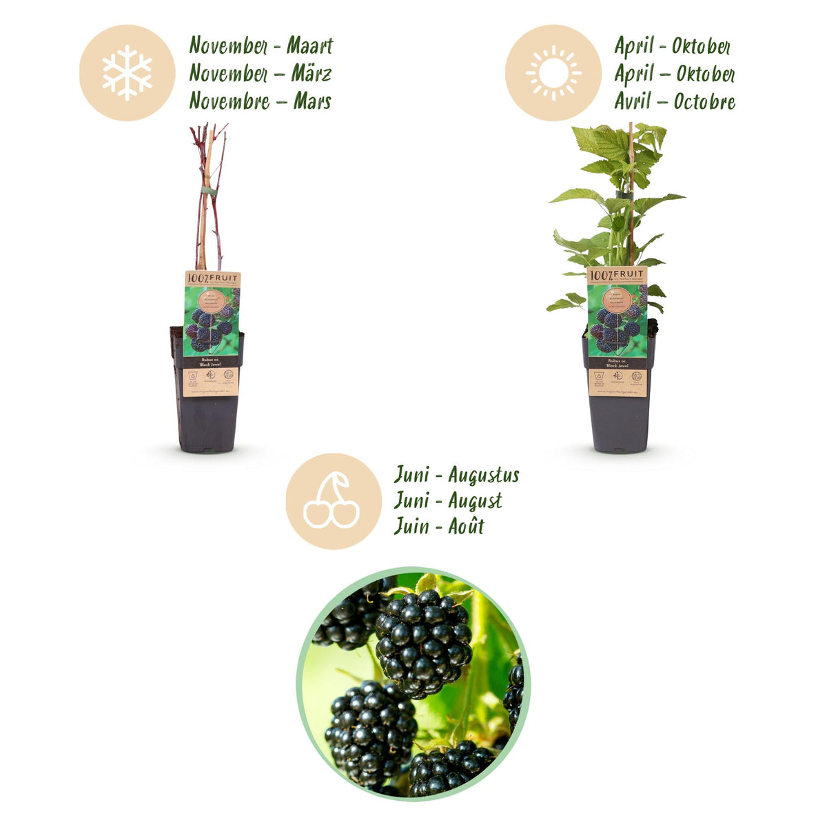Green boutiQ - Plant fruitier - Rubus occ. Black Jewel - Framboisier noir - Rustique - Mûre noire - 2 plantes - Pot 15cm - Hauteur 50cm