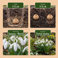 200x Galanthus Elwesii - Grote sneeuwklokje - Wit - Voorjaarsbloeier - Bolmaat 5/6