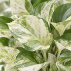 Epipremnum Manjula - Manjula Pothos - Green - White - Tropical - Ø12cm - ↕25cm