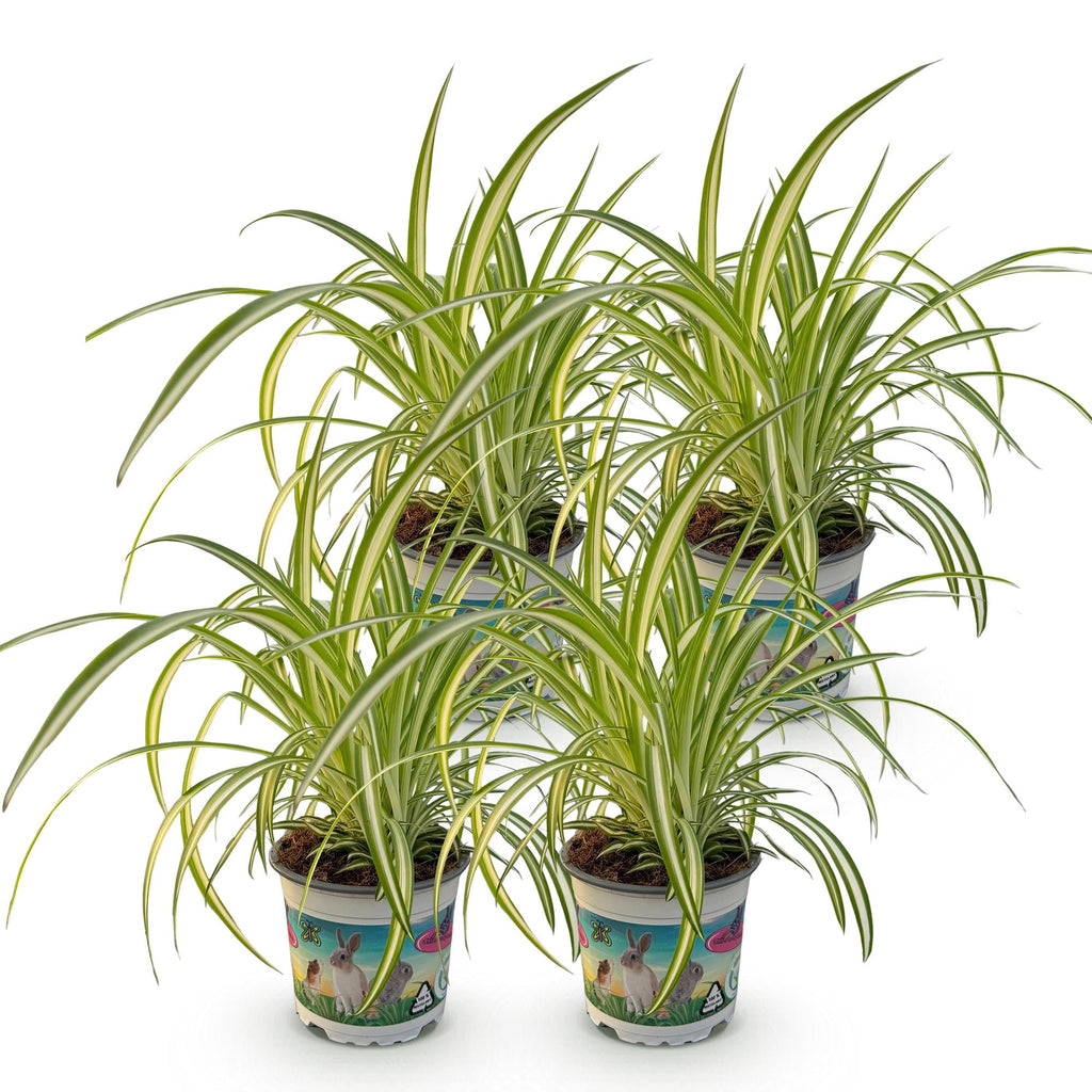 Green boutiQ - Plante d'intérieur - Chlorophytum comosum Variegatum - Plante araignée - Adapté aux animaux de compagnie - Panaché - 4 plantes - Pot 12cm - Hauteur 25-30cm