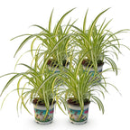 Green boutiQ - Plante d'intérieur - Chlorophytum comosum Variegatum - Plante araignée - Adapté aux animaux de compagnie - Panaché - 4 plantes - Pot 12cm - Hauteur 25-30cm