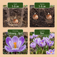 240x Crocus Blue - White - Krokus - Blauw en Wit - Verwilderingsbol - Bolmaat 7/8