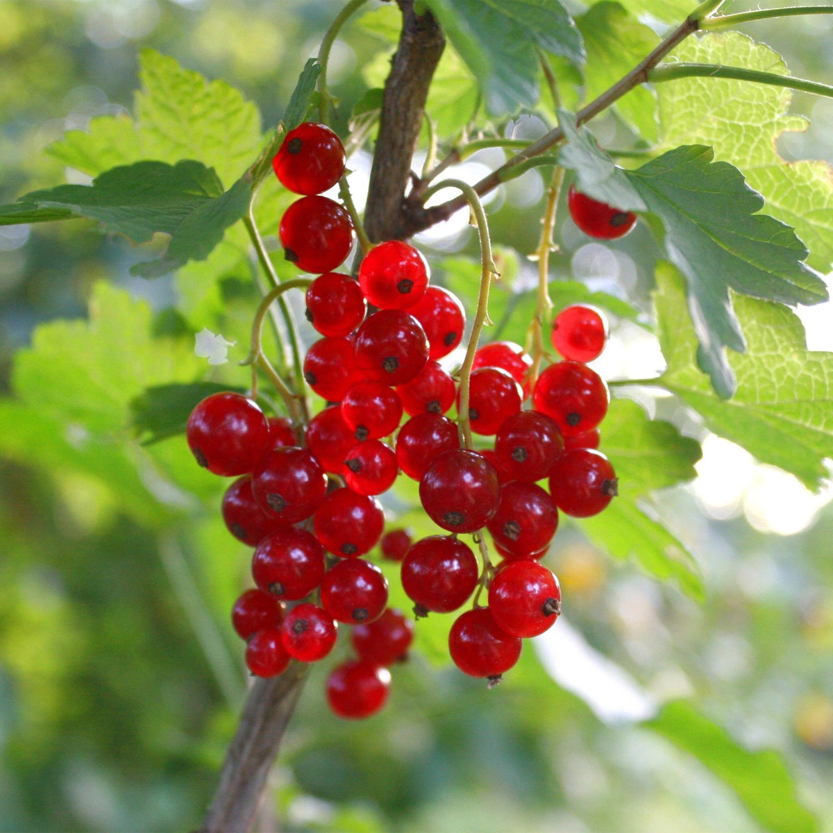 Green boutiQ - Plant fruitier - Ribes rubrum Jonkheer van Tets - Groseillier - Rustique - Groseille rouge - 2 plantes - Pot 15cm - Hauteur 50cm