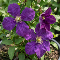 4x Clematis Etoile Viol - Bosrank - Paars - Klimplant - Ø9cm - ↕35cm