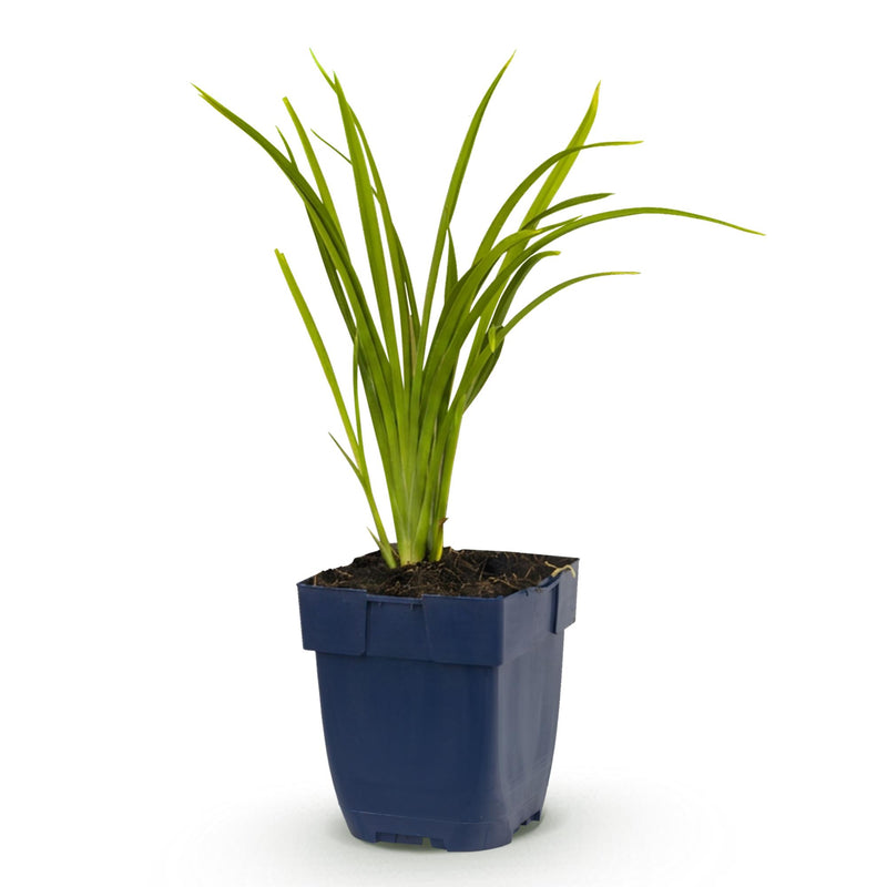 Green boutiQ - Vasteplant - Hemerocallis Autumn Red - Daglelie - Bijen en Vlinderlokkers - Rood - 1 Plant - Pot 11cm - Hoogte 15-25cm