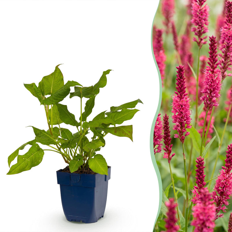 Green boutiQ - Vasteplant - Persicaria amplexicaulis - Duizendknoop - Schaduw - Rood - 3 Planten - Pot 11cm - Hoogte 15-25cm