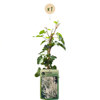 Fallopia aubertii - Silver lace vine - White - Climber - Ø9cm - ↕35cm