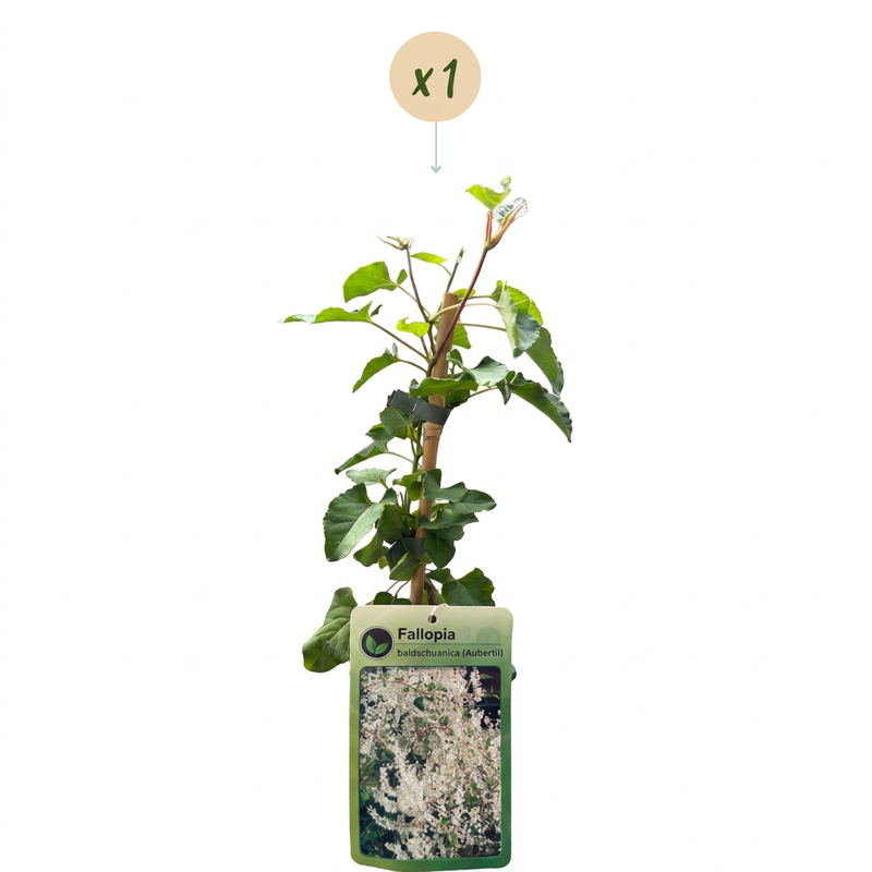 Fallopia aubertii - Schlingknöterich - Weiß - Kletterpflanze - Ø9cm - ↕35cm
