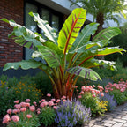 Green boutiQ - Plante fruitière - Bananier - Musa sikkimensis Red Tiger - Rustique - 6 plantes - Pot 17cm Hauteur 40cm