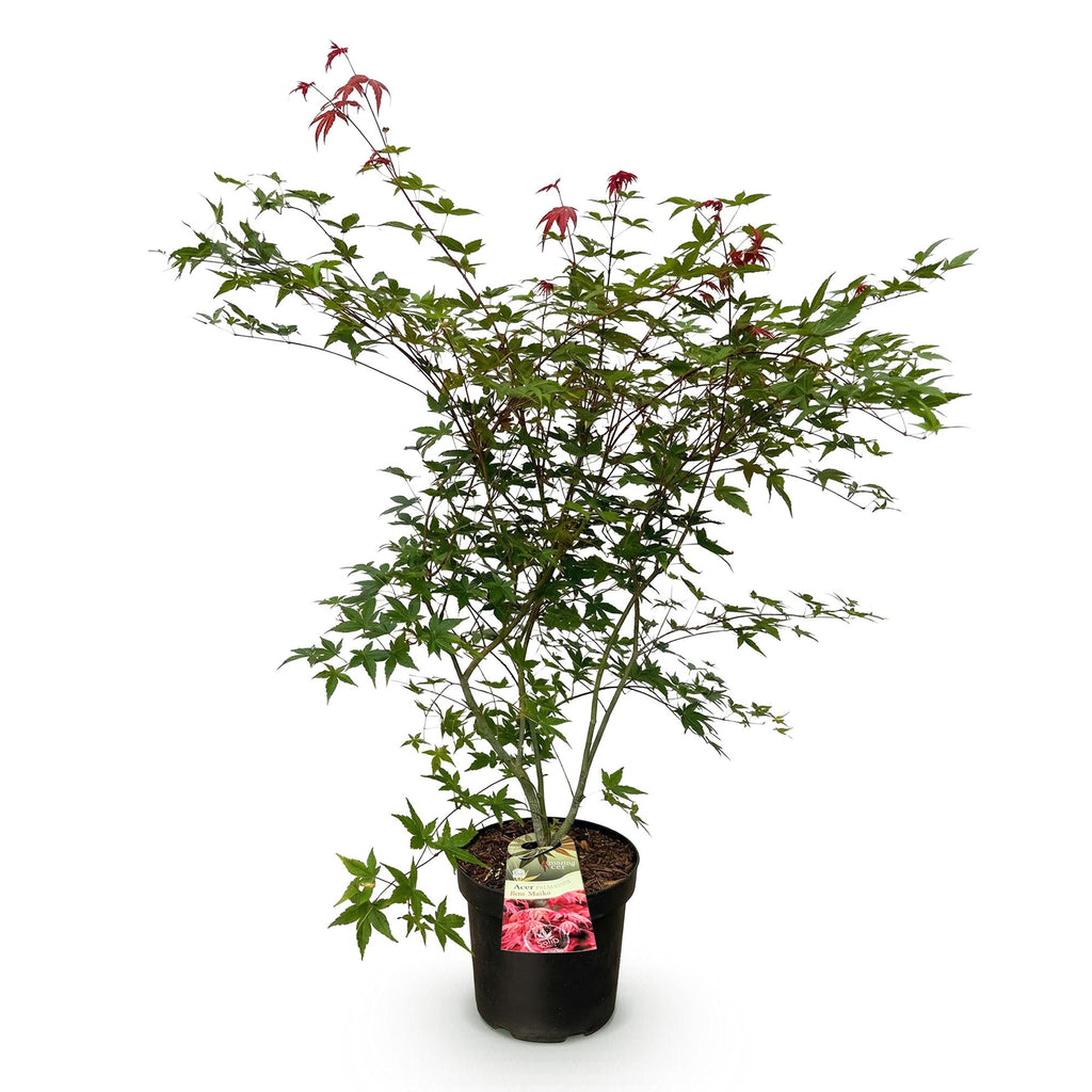Green boutiQ - Plante de jardin - Acer palmatum Beni Maiko - Érable du Japon - Caduc - Rouge - 1 - Pot 26cm - Hauteur 90cm