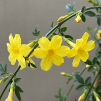 6x Jasminum nudiflorum - Winter jasmine - Yellow - Climber - Ø9cm - ↕35cm