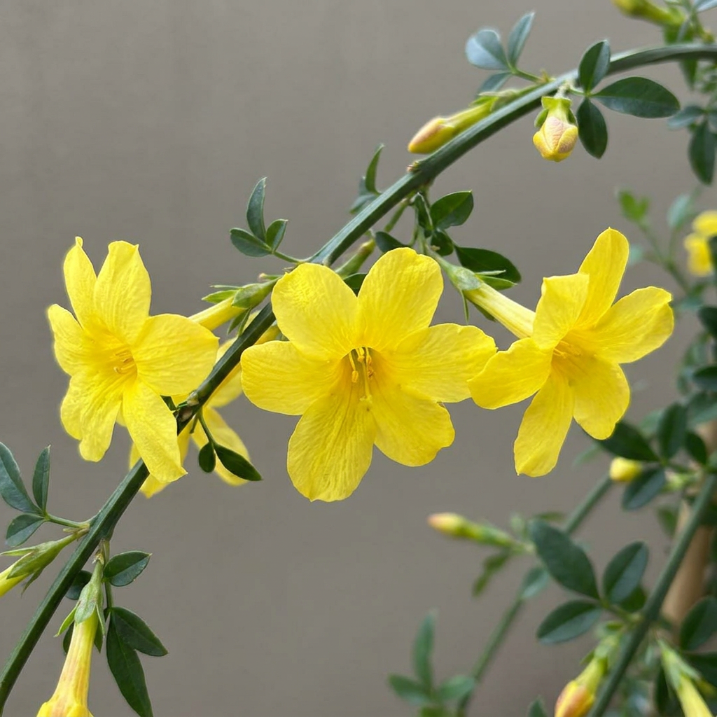 6x Jasminum nudiflorum - Jasmin d'hiver - Jaune - Grimpante - Ø9cm - ↕35cm