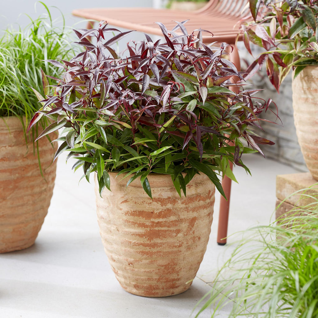 Green boutiQ - Plante de jardin - Leucothoe Burning Love - Rouge - 1 plante - Persistante - Peu d'entretien - Pot 17cm Hauteur 45cm