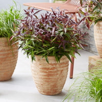Green boutiQ - Tuinplant - Leucothoe Burning Love - Rood - 1 Plant -  Groenblijvend - Weinig Onderhoud - Pot 17cm Hoogte 45cm
