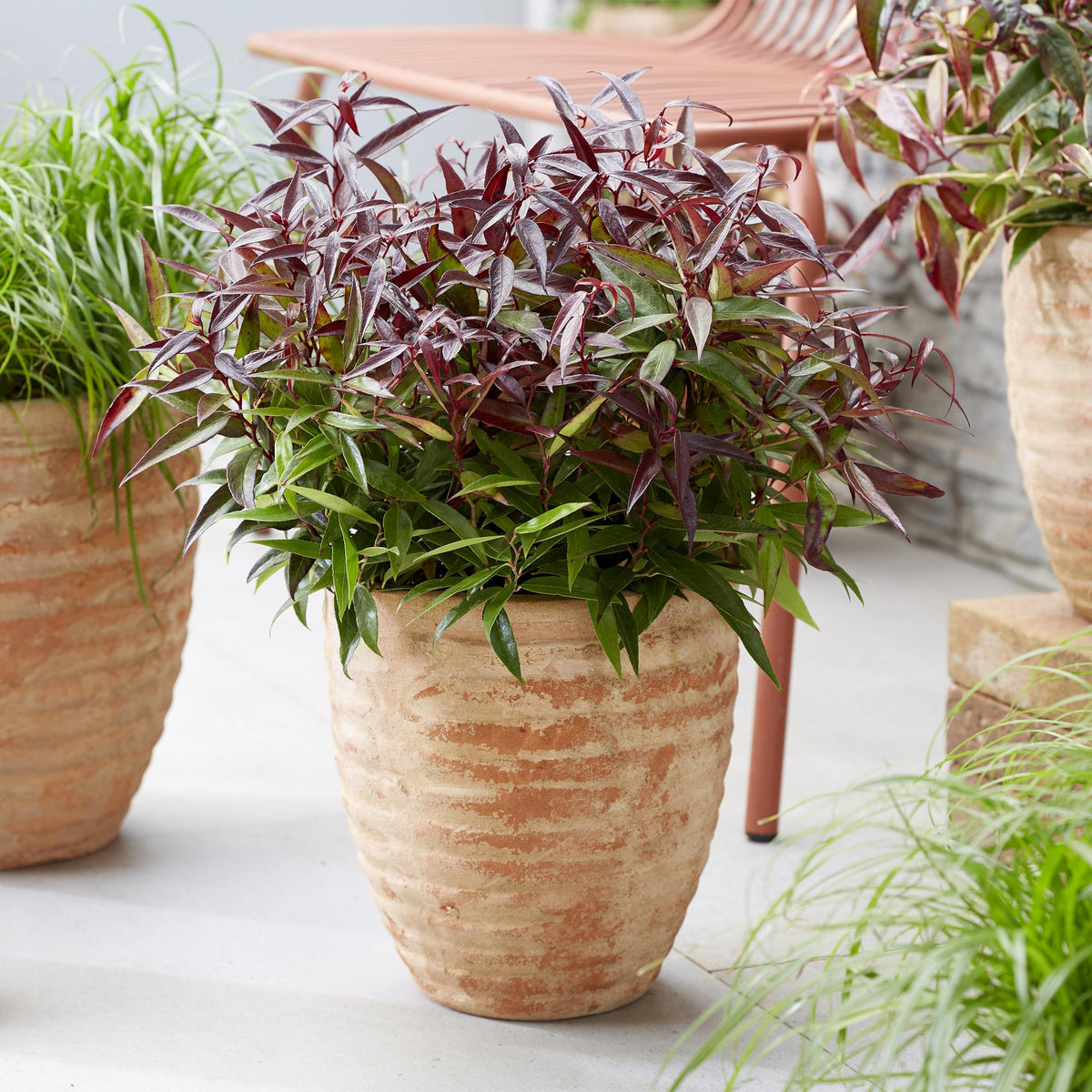 Green boutiQ - Plante de jardin - Leucothoe Burning Love - Rouge - 1 plante - Persistante - Peu d'entretien - Pot 17cm Hauteur 45cm