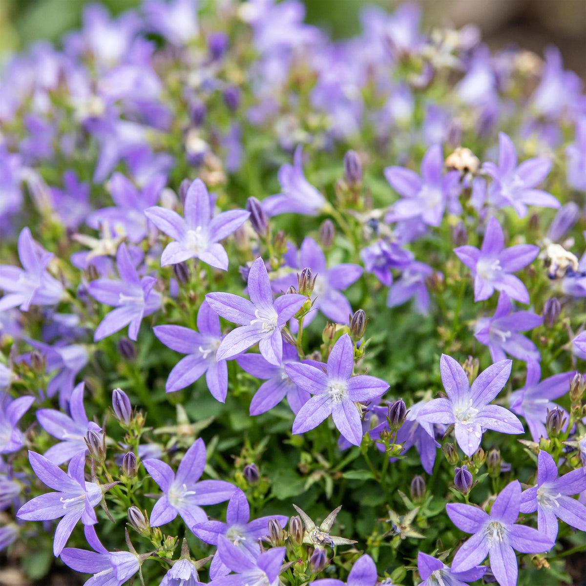 Green boutiQ - Plante vivace - Campanula posch. Stella - Campanule à feuilles de pêcher - Couvre-sol - Violet - 3 plantes - Pot 11 cm - Hauteur 15-25 cm