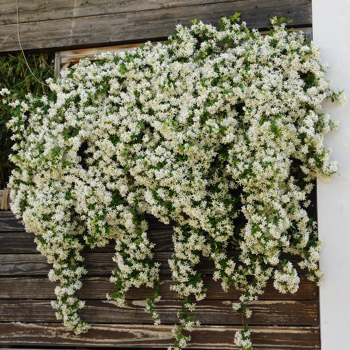 Green boutiQ - Toscaanse jasmijn - Trachelospermum jasminoides - Bloem Wit - Groenblijvend  - 2 planten - Pot 11cm Hoogte 40cm