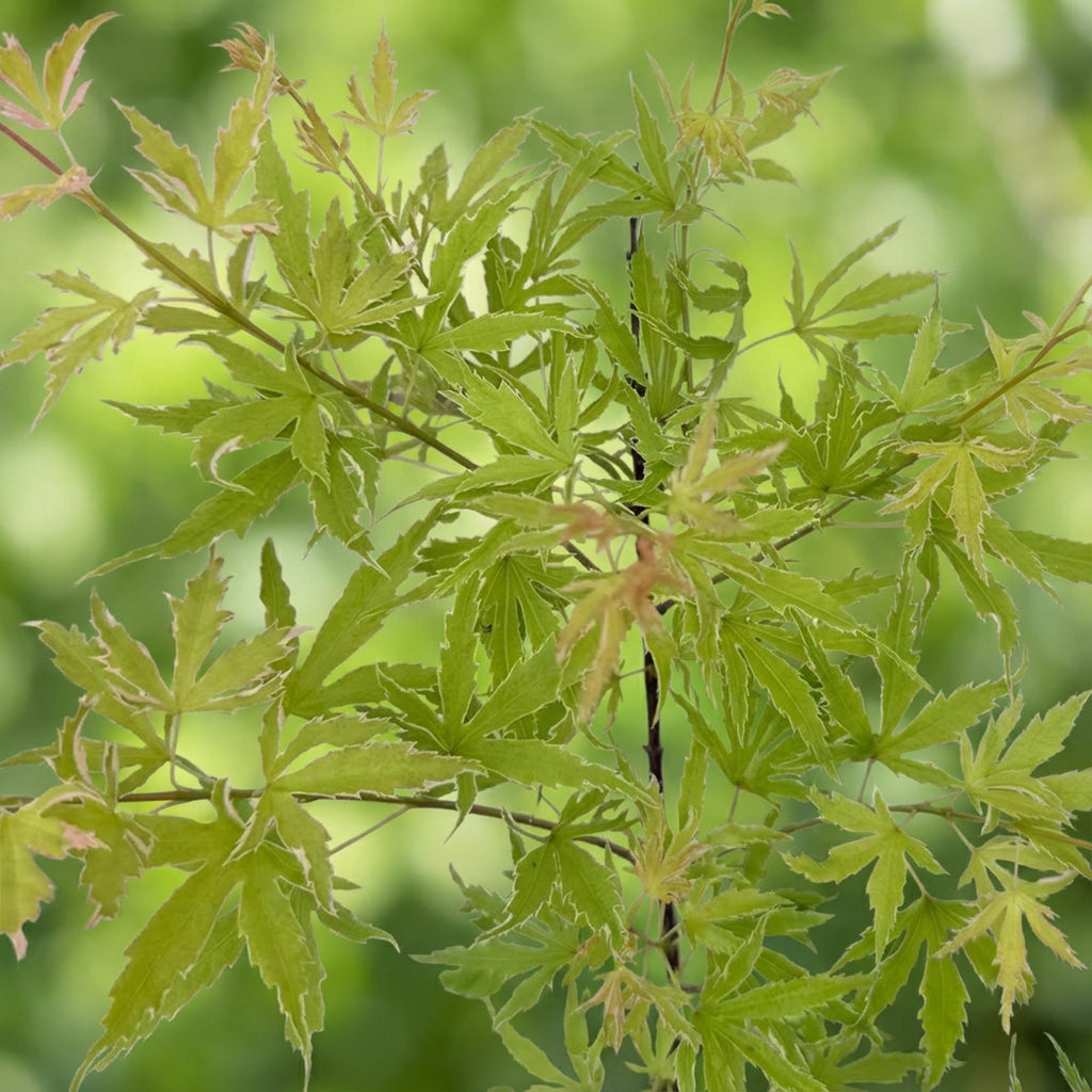 Green boutiQ - Plante de terrasse - Érable du Japon - Acer palmatum Metamorphosa - Vert - 2 plantes - Caduc - Pot 19 cm Hauteur 70 cm
