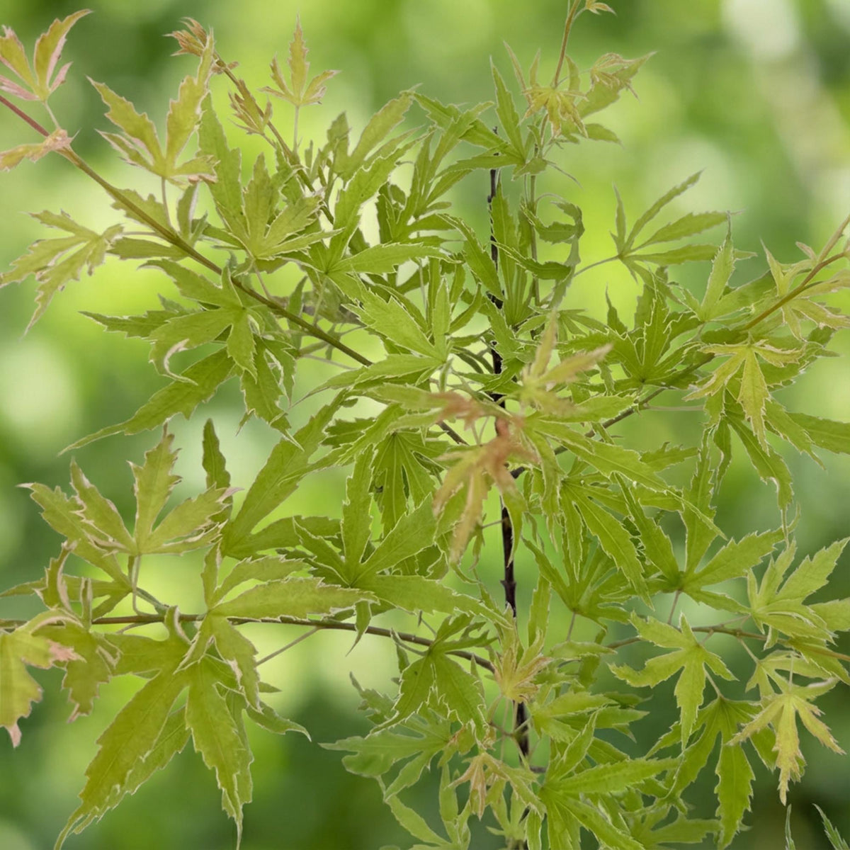 Green boutiQ - Plante de terrasse - Érable du Japon - Acer palmatum Metamorphosa - Vert - 2 plantes - Caduc - Pot 19 cm Hauteur 70 cm