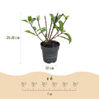 Green boutiQ - Plante de jardin - Hydrangea paniculata Living Little Rosy - Hortensia paniculé - Rustique - Rose - 1 Plante - Pot 12cm - Hauteur 20-30cm