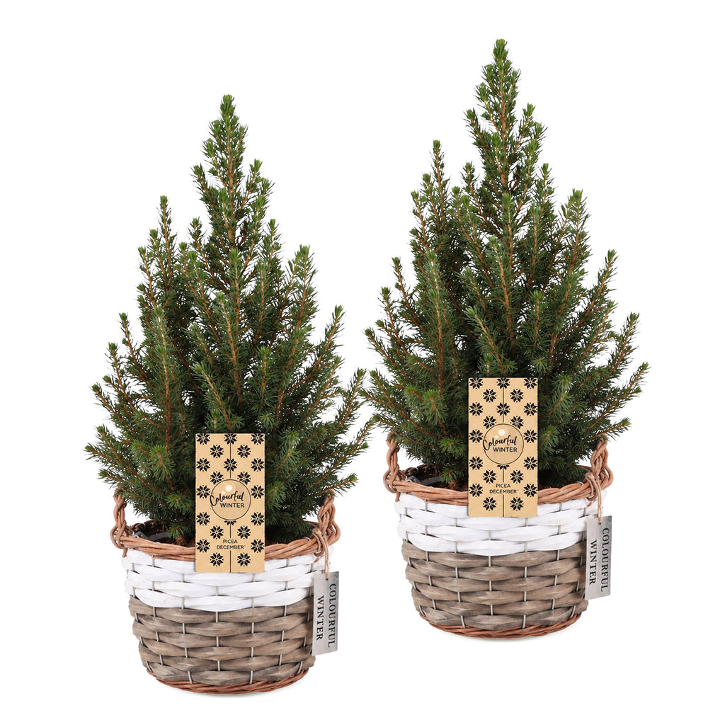 2x Picea glauca Conica - Dwarf Alberta Spruce - Green - Christmas tree - incl. basket - Ø17cm - ↕65cm