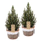 2x Picea glauca Conica - Dwarf Alberta Spruce - Green - Christmas tree - incl. basket - Ø17cm - ↕65cm