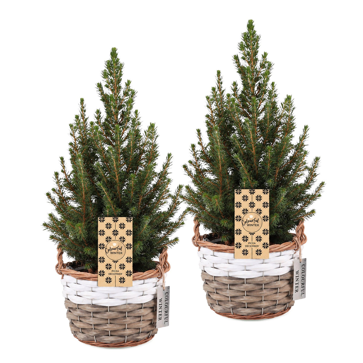 2x Picea glauca Conica - Dwarf Alberta Spruce - Green - Christmas tree - incl. basket - Ø17cm - ↕65cm