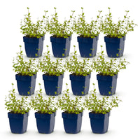 Green boutiQ - Perennial - Nepeta rac. Grog - Catnip - Bee and butterfly attractors - Blue - 12 Plants - Pot 11cm - Height 15-25cm