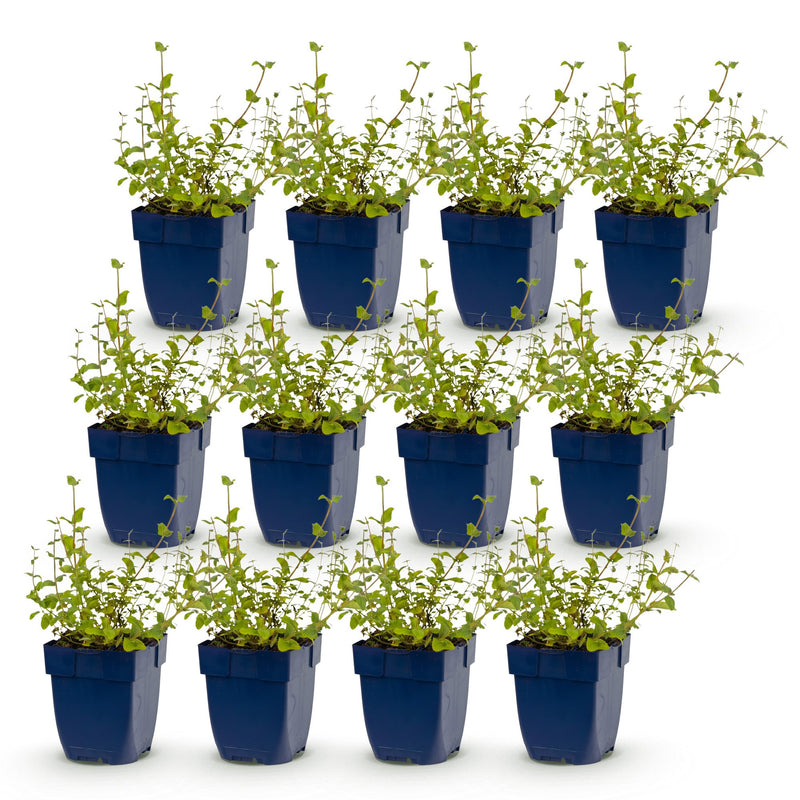 Green boutiQ - Perennial - Nepeta rac. Grog - Catnip - Bee and butterfly attractors - Blue - 12 Plants - Pot 11cm - Height 15-25cm