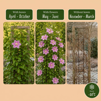 Clematis Piilu - Bosrank - Wit - Roze - Klimplant - Ø9cm - ↕35cm