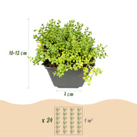 24x - Alpine mix - Ø7cm - ↕10-12cm