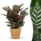 Green boutiQ - Plante d'intérieur - Plante paon - Calathea Makoyana - Vert - Entretien facile - 1 plante - avec panier - Pot 19 cm - Hauteur 70 cm