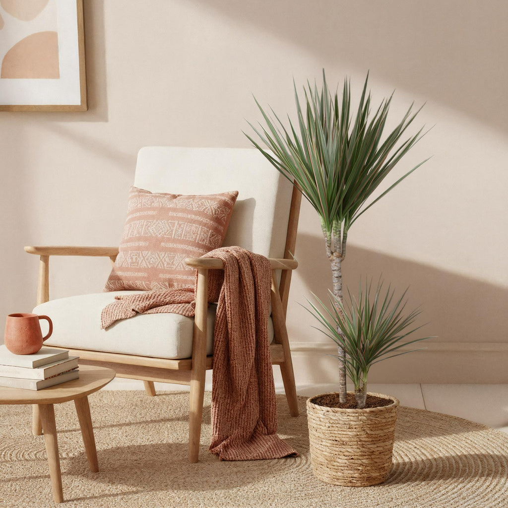 Green BoutiQ - Green is... Plantes d'intérieur - Dracaena Marginata Bicolor - Dragonnier - Entretien facile - avec panier - Vert - 1 plante - Pot 21cm - Hauteur 90-100cm