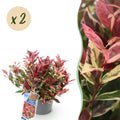 Green boutiQ - Plante de jardin - Leucothoe Colour Diamond - Panaché - 2 plantes - Persistant - Faible entretien - Pot 17 cm Hauteur 45 cm