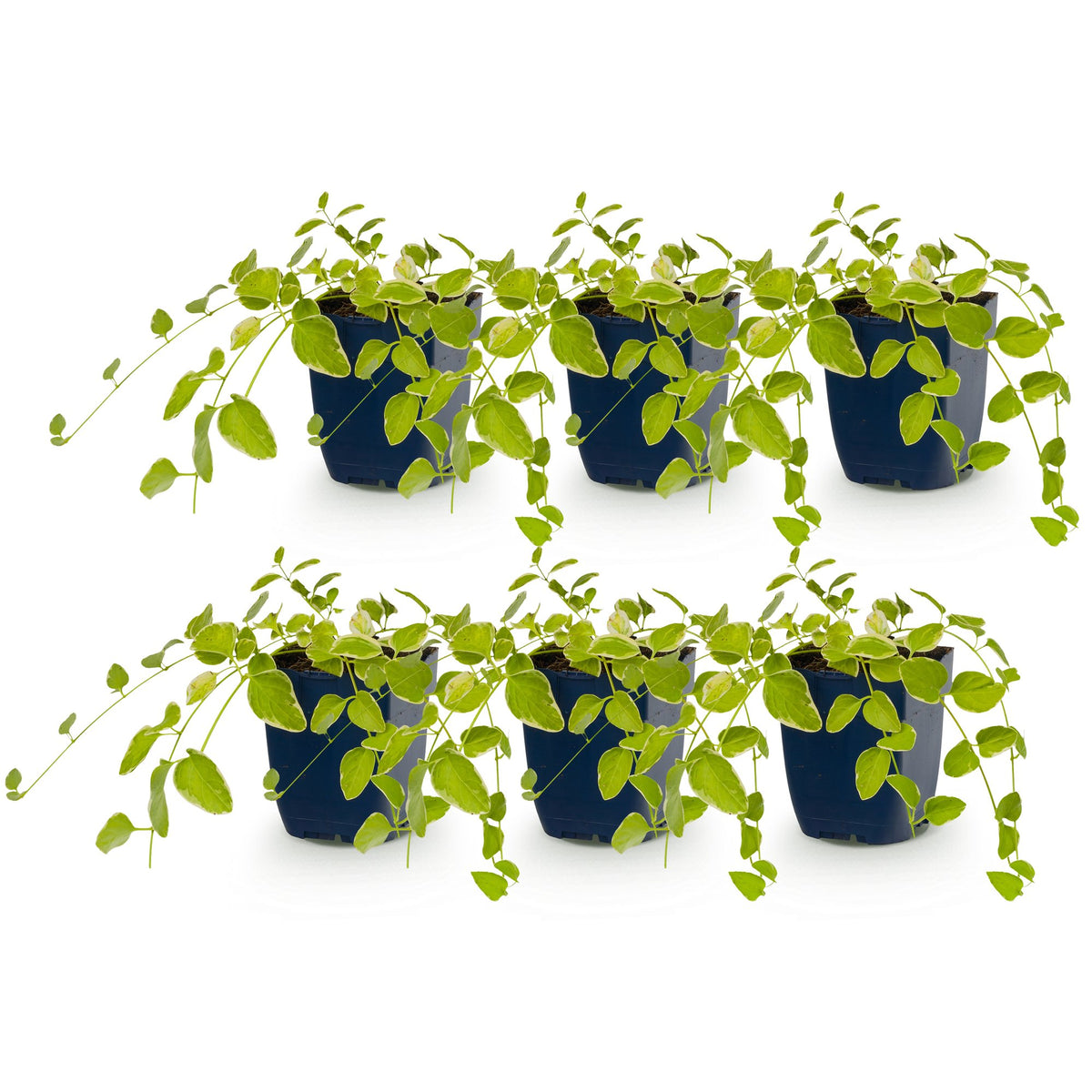 Vasteplant - Vinca major Variegata - Maagdenpalm - Bodembedekkend - Blauw - 6 Planten - Pot 11cm - Hoogte 15-25cm