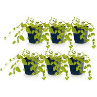 Vasteplant - Vinca major Variegata - Maagdenpalm - Bodembedekkend - Blauw - 6 Planten - Pot 11cm - Hoogte 15-25cm