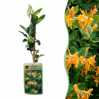 2x Lonicera tellmanniana - Chèvrefeuille de Tellmann - Orange - Jaune - Grimpante - Ø9cm - ↕35cm