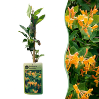 2x Lonicera tellmanniana - Tellmann's honeysuckle - Orange - Yellow - Climber - Ø9cm - ↕35cm