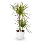 Green BoutiQ - Plantes d'intérieur - Dracaena Sunray - Dragonnier - Peu d'entretien - Vert - 1 Plante - avec Pot Blanc - Pot 21cm - Hauteur 90-100cm