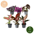 6x Baby Paradise Mix - Various colours - Tropical - Ø6cm - ↕10-15cm