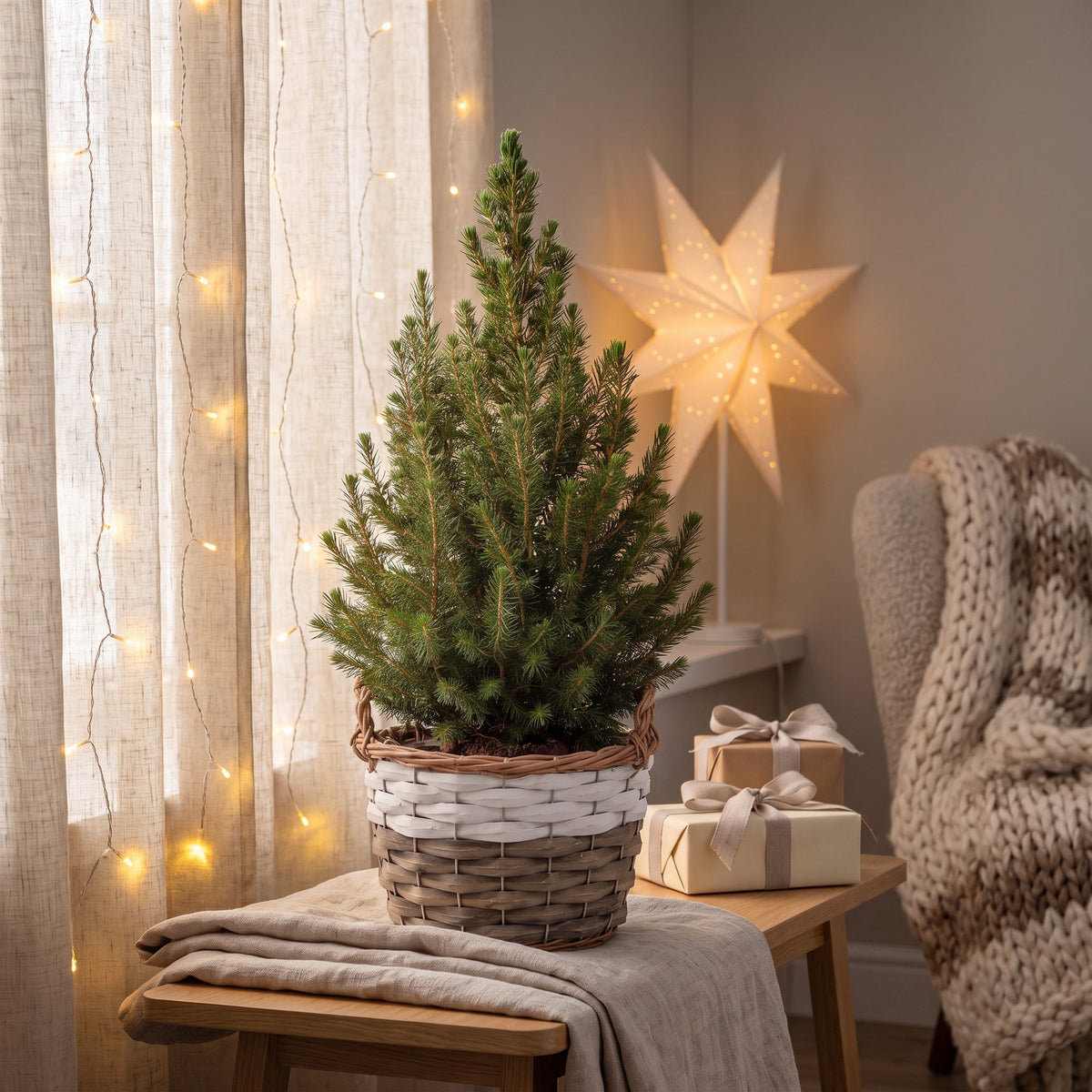 2x Picea glauca Conica - Dwarf Alberta Spruce - Green - Christmas tree - incl. basket - Ø17cm - ↕65cm