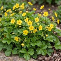 Vasteplant - Waldsteinia ternata - Goudaardbei - Bodembedekkend - Geel - 24 Planten - Pot 11cm - Hoogte 15-25cm