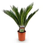 Green boutiQ - Plante d'intérieur - Cycas revoluta - Sagou du Japon - Peu d'entretien - Vert - 1 - Pot 17cm - Hauteur 55-65cm