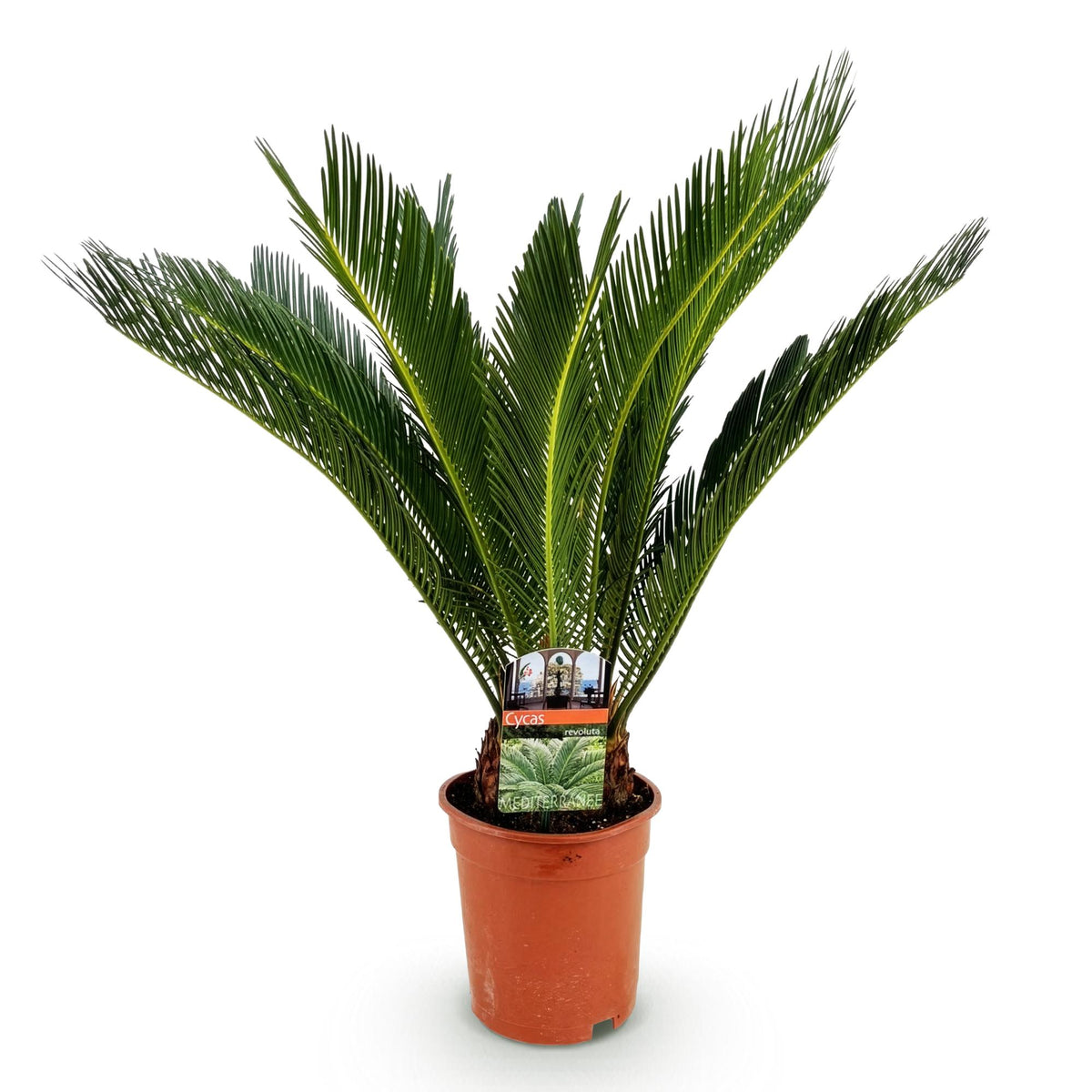 Green boutiQ - Plante d'intérieur - Cycas revoluta - Sagou du Japon - Peu d'entretien - Vert - 1 - Pot 17cm - Hauteur 55-65cm