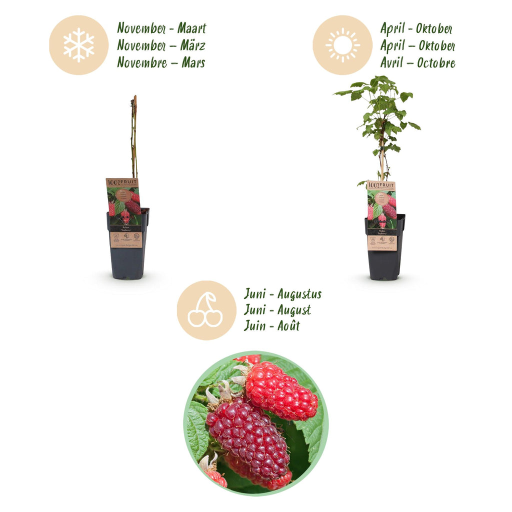Green boutiQ - Fruchtpflanze - Rubus log. Tayberry - Brombeere - Winterhart - Purpur-Himbeere - 2 Pflanzen - Topf 15cm - Höhe 50cm