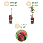 Green boutiQ - Fruchtpflanze - Rubus log. Tayberry - Brombeere - Winterhart - Purpur-Himbeere - 2 Pflanzen - Topf 15cm - Höhe 50cm